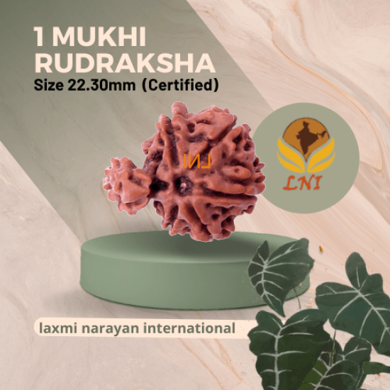 1 Mukhi Sawar Rudraksha Size 22.30mm (Certified)