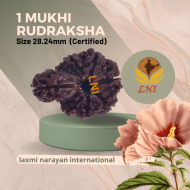 1 Mukhi Sawar Rudraksha Size 28.24mm (With Lab Certificate)
