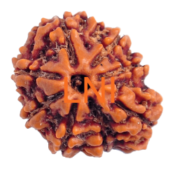 1 Mukhi Sawar Rudraksha Size 25.32mm (With Lab Certificate)
