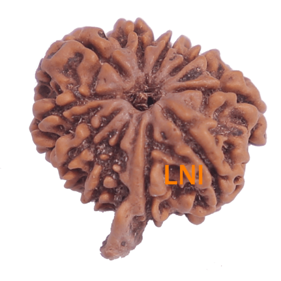 10 Mukhi Ganesha Rudraksha Size 22.93 mm (Certified) image