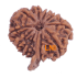 10 Mukhi Ganesha Rudraksha Size 21.77 mm (Certified)