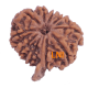 10 Mukhi Ganesha Rudraksha Size 22.93 mm (Certified) image