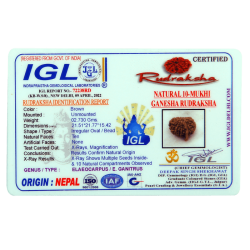 10 Mukhi Ganesha Rudraksha Size 21.77 mm (Certified)
