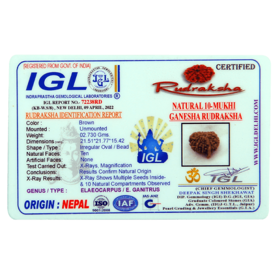 10 Mukhi Ganesha Rudraksha Size 22.93 mm (Certified) image