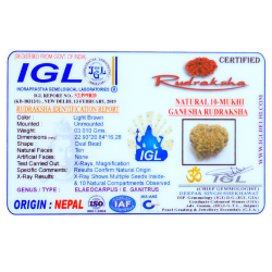 10 Mukhi Ganesha Rudraksha Size 22.93 mm (Certified)