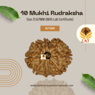10 Mukhi Rudraksha Size 21.67 mm (With Lab Certificate)
