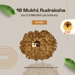 10 Mukhi Rudraksha Size 21.67 mm (With Lab Certificate)