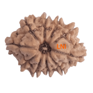 10 Mukhi Rudraksha Size 19.01 mm (With Lab Certificate)