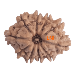 10 Mukhi Rudraksha Size 19.01 mm (With Lab Certificate)