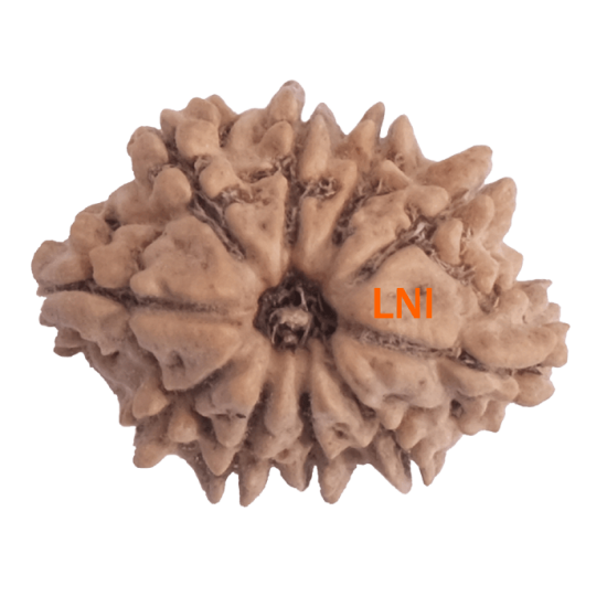 10 Mukhi Rudraksha Size 20.15 mm (With Lab Certificate) image