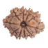 10 Mukhi Rudraksha Size 19.01 mm (With Lab Certificate)