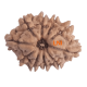 10 Mukhi Rudraksha Size 20.15 mm (With Lab Certificate) image