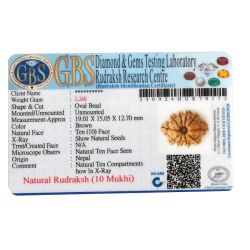 10 Mukhi Rudraksha Size 19.01 mm (With Lab Certificate)