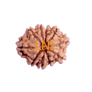 10 Mukhi Rudraksha Size 19.50 mm (With Lab Certificate)