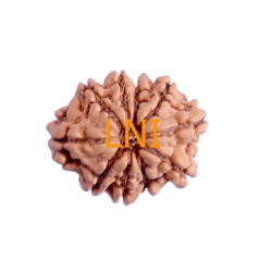 10 Mukhi Rudraksha Size 19.50 mm (With Lab Certificate)