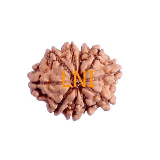 10 Mukhi Rudraksha Size 20.80 mm (With Lab Certificate) image