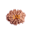10 Mukhi Rudraksha Size 19.50 mm (With Lab Certificate)