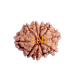 10 Mukhi Rudraksha Size 20.80 mm (With Lab Certificate) image