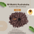 10 Mukhi Rudraksha Size 20.15 mm (With Lab Certificate)