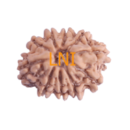10 Mukhi Rudraksha Size 20.25 mm (With Lab Certificate)
