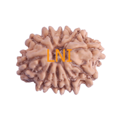 10 Mukhi Rudraksha Size 20.25 mm (With Lab Certificate)