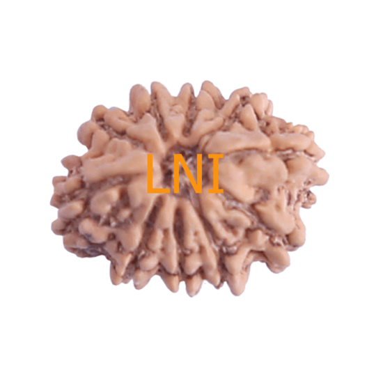 10 Mukhi Rudraksha Size 21.67 mm (With Lab Certificate) Rudraksha, 10 Mukhi Rudraksha, 10 Mukhi Rudraksha from Nepal image