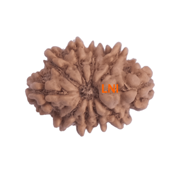 10 Mukhi Rudraksha Size 21.83 mm (With Lab Certificate) image