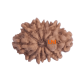 10 Mukhi Rudraksha Size 21.83 mm (With Lab Certificate) image