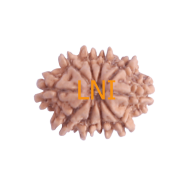 10 Mukhi Rudraksha Size 21.30 mm (With Lab Certificate)