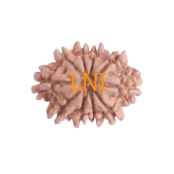 10 Mukhi Rudraksha Size 21.30 mm (With Lab Certificate)
