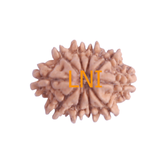 10 Mukhi Rudraksha Size 21.73 mm (With Lab Certificate) Rudraksha, 10 Mukhi Rudraksha, 10 Mukhi Rudraksha from Nepal image