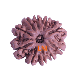 10 Mukhi Rudraksha Size 22.24 mm (With Lab Certificate)