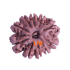 10 Mukhi Rudraksha Size 22.24 mm (With Lab Certificate)