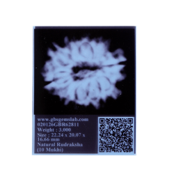 10 Mukhi Rudraksha Size 22.24 mm (With Lab Certificate)