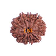 10 Mukhi Rudraksha Size 24.17 mm (With Lab Certificate)