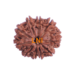 10 Mukhi Rudraksha Size 24.17 mm (With Lab Certificate)