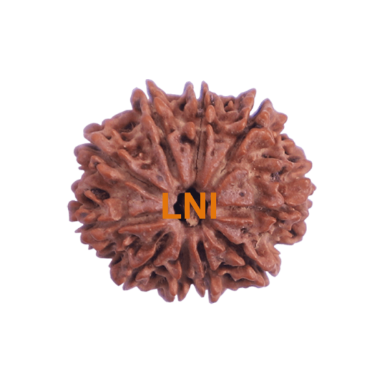 10 Mukhi Rudraksha Size 21.83 mm (With Lab Certificate) image
