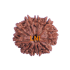 10 Mukhi Rudraksha Size 24.17 mm (With Lab Certificate)