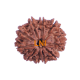 10 Mukhi Rudraksha Size 21.83 mm (With Lab Certificate) image