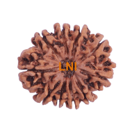 10 Mukhi Rudraksha Size 27.19 mm (With Lab Certificate)