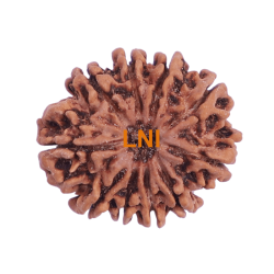 10 Mukhi Rudraksha Size 27.19 mm (With Lab Certificate)