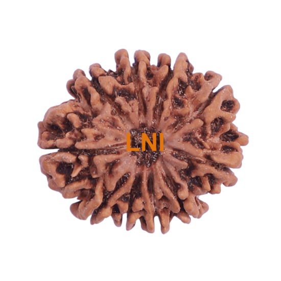 10 Mukhi Rudraksha Size 22.16 mm (With Lab Certificate) image