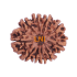 10 Mukhi Rudraksha Size 27.19 mm (With Lab Certificate)