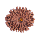 10 Mukhi Rudraksha Size 22.16 mm (With Lab Certificate) image