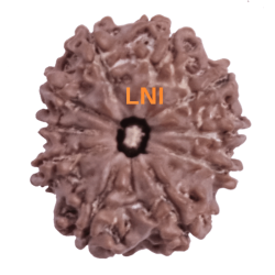 10 Mukhi Rudraksha Size 21.73 mm (With Lab Certificate)