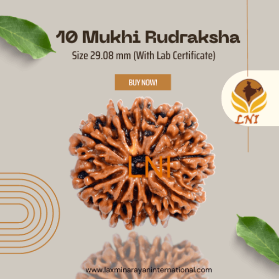 10 Mukhi Rudraksha Size 29.08 mm (With Lab Certificate)