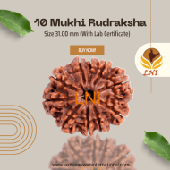 10 Mukhi Rudraksha Size 31.00 mm (With Lab Certificate)