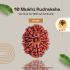 10 Mukhi Rudraksha Size 31.22 mm (With Lab Certificate)