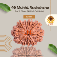 10 Mukhi Rudraksha Size 31.26 mm (With Lab Certificate)