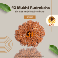 10 Mukhi Rudraksha Size 31.68 mm (With Lab Certificate)